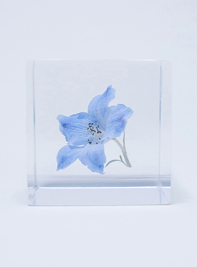 日本宙sola cube燕草标本立方体植物桌面摆件日式情人礼物送女友