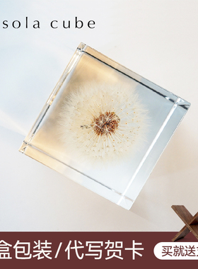 日本进口宙sola cube蒲公英标本创意桌面摆件高级感小众生日礼物