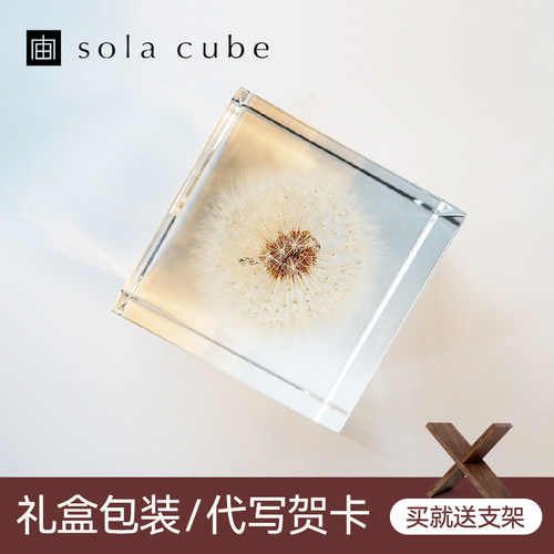solacube树脂标本装饰桌面摆件