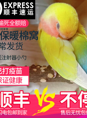 玄凤鹦鹉宠物黄化情侣幼鸟繁殖