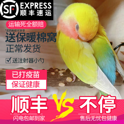玄凤鹦鹉宠物黄化情侣幼鸟繁殖