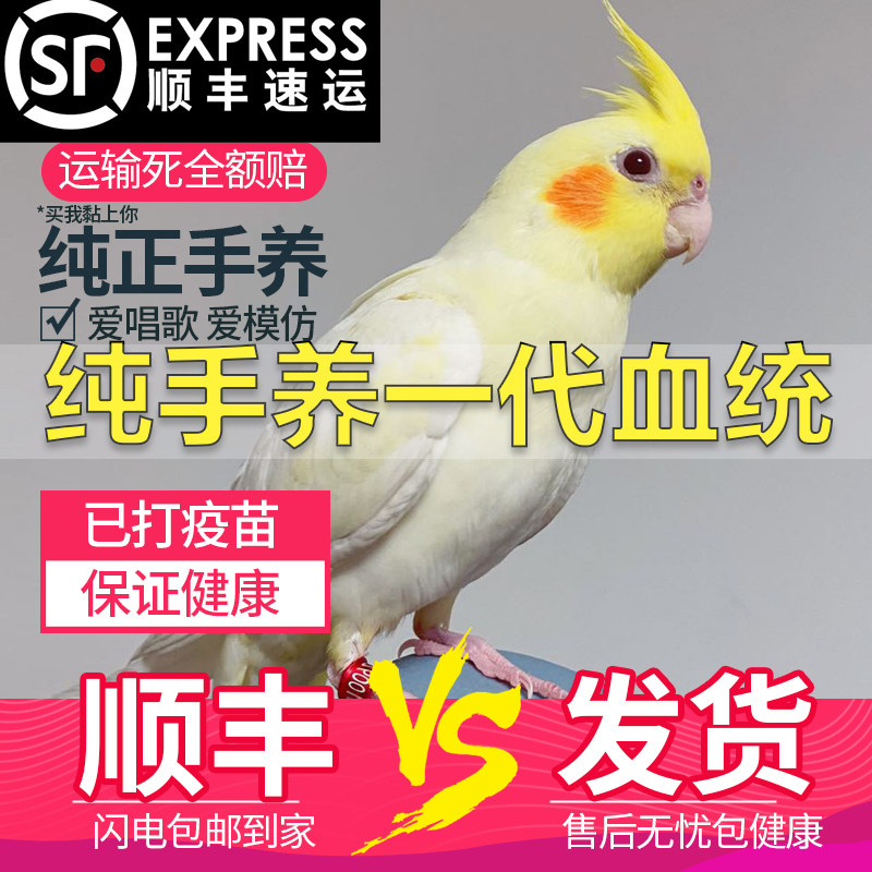 纯手养玄凤鹦鹉活鸟黄化玄风鹦鹉雏鸟活体幼鸟繁殖会说话宠物鸟