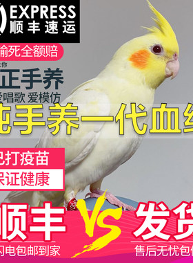 纯手养玄凤鹦鹉活黄化玄风鹦鹉