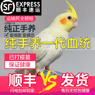 纯手养玄凤鹦鹉活鸟黄化玄风鹦鹉雏鸟活体幼鸟繁殖会说话宠物鸟
