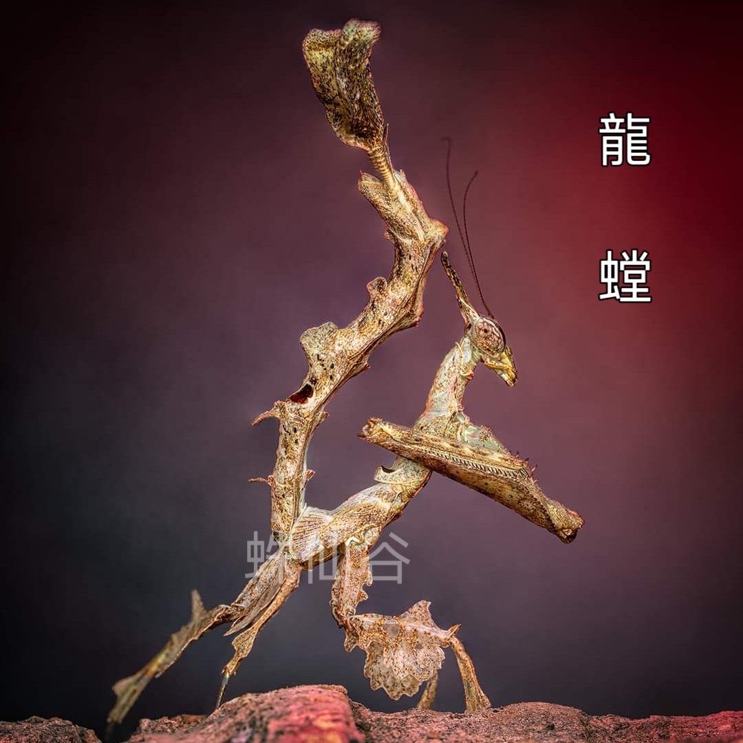 爬虫龙螳帅气宠物绿幽灵螳螂兰花刺花眼斑魔花树枝盾鲜活野血黄花