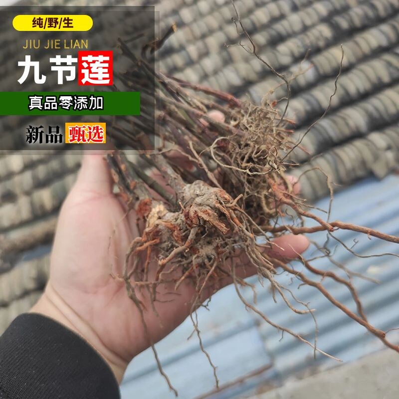 九节莲根九节茶根草珊瑚根接骨木肿节风食用纯根500g包邮