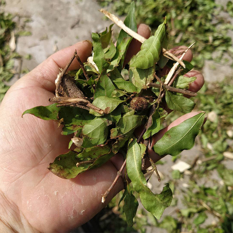 野生新鲜晒干水杨梅团花假杨梅柳溪杨梅切短500g枝叶中药材