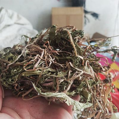 蒲公英新鲜整颗护肝茶中草药包邮