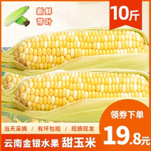 新鲜现摘云南金银双色水果玉米10斤生吃即食黄金冰糖甜玉米棒包谷