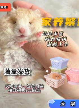 家养纯种温顺波利金丝熊仓鼠金丝熊直毛卷毛黑黄火巧密蓝肉桂波利
