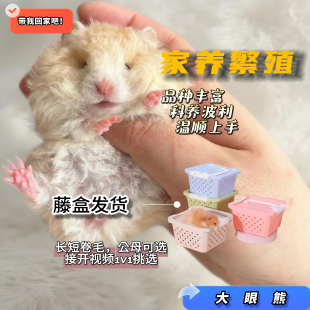 家养纯种温顺波利金丝熊仓鼠金丝熊直毛卷毛黑黄火巧密蓝肉桂波利