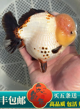 精品进口F1玛丽泰狮包活好养