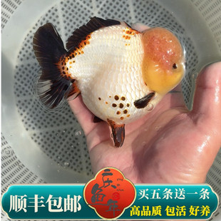 精品玛丽泰狮黑白熊猫三色短尾泰狮好养f1将军泰狮鱼苗冷水观赏鱼