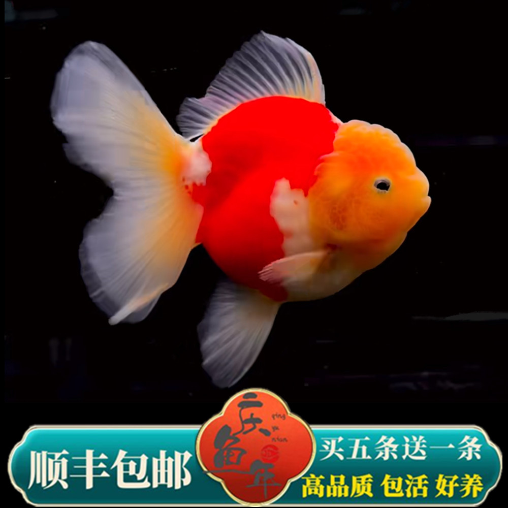 精品百褶泰狮冷水观赏鱼易养活