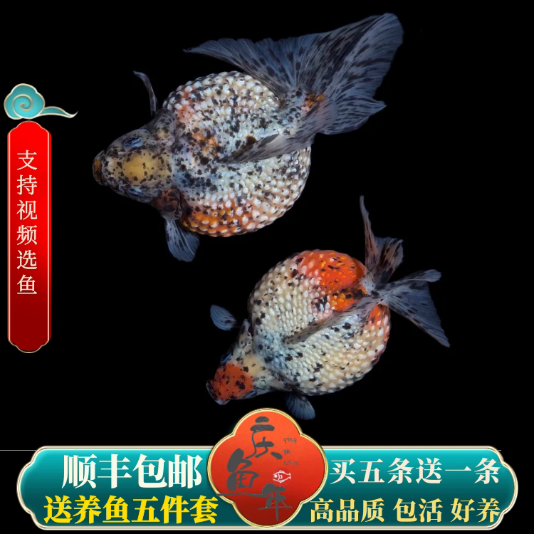 扭起来超可爱的鼠头珍珠金鱼淡水
