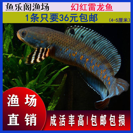 奶茶雷龙鱼鱼苗幻彩红宝石幻红幻蓝眼镜蛇大型凶猛鱼桂花鳜鱼桂鱼