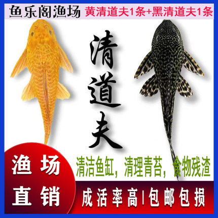 清道夫活体鱼缸垃圾清洁工具鱼除藻鱼中大型热带观赏鱼淡水活体鱼