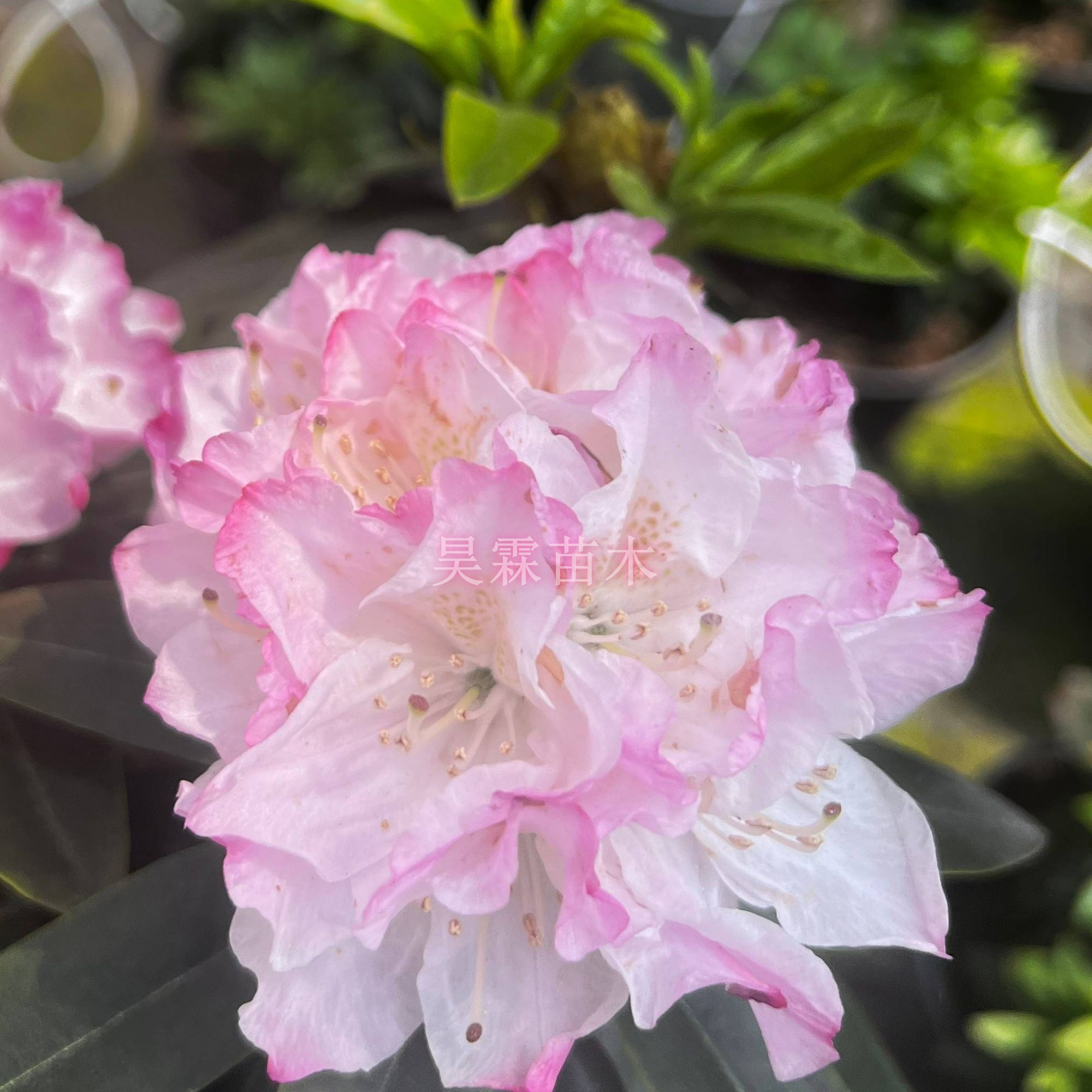 3年壮苗高山杜鹃批发价基地直销