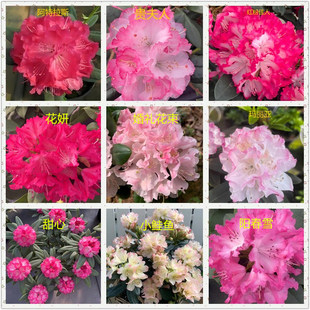 【B福利】 大叶高山杜鹃 木本花卉 耐寒耐热 庭院花园绿植盆栽