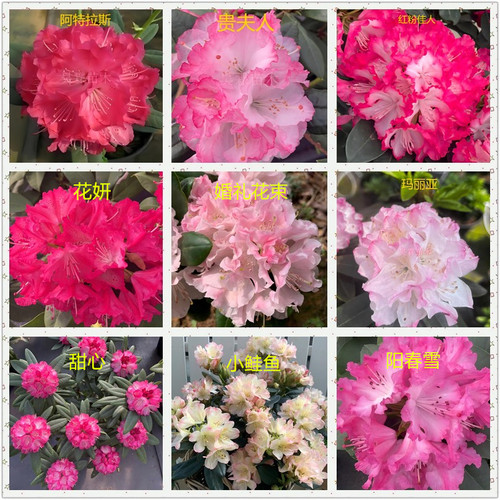 【A直播专属】 大叶大花高山杜鹃  耐寒耐热 多品种花色