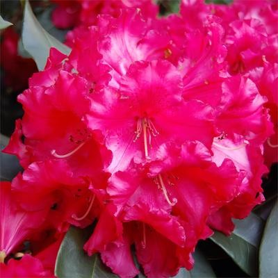 1年小苗高山杜鹃批发价基地直发