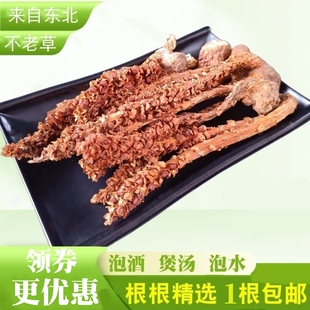 应季新货不老草长白山脉散装不老草苁蓉山苞米列当20-30CM包邮