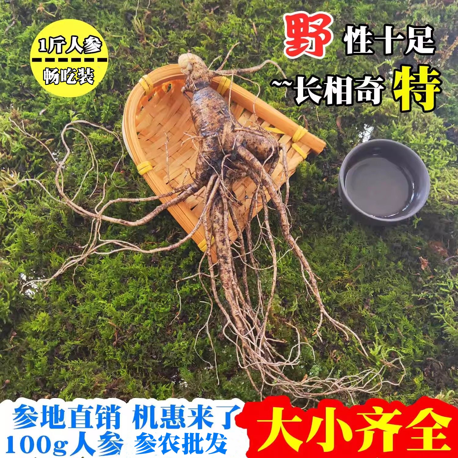 現挖東北吉林人參煲湯