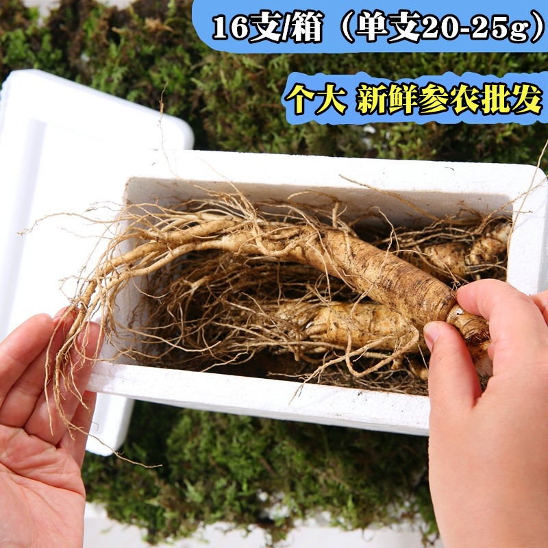 现挖带土新鲜人参长白山脉新鲜白参 人参16支20-25g装1箱包邮