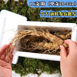 包邮 现挖带土新鲜人参长白山脉新鲜白参 1箱 25g装 人参16支20