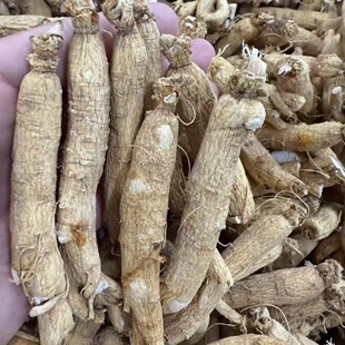 东北长白山脉人参生晒参整枝人参棒无须白参中药材泡酒干人参白参