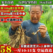 现挖鲜人参长白山林下参可煲汤泡酒料整支新鲜人参野山参保鲜叁片