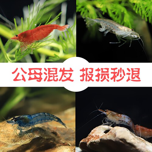 观赏虾苏虾米虾工具虾集锦