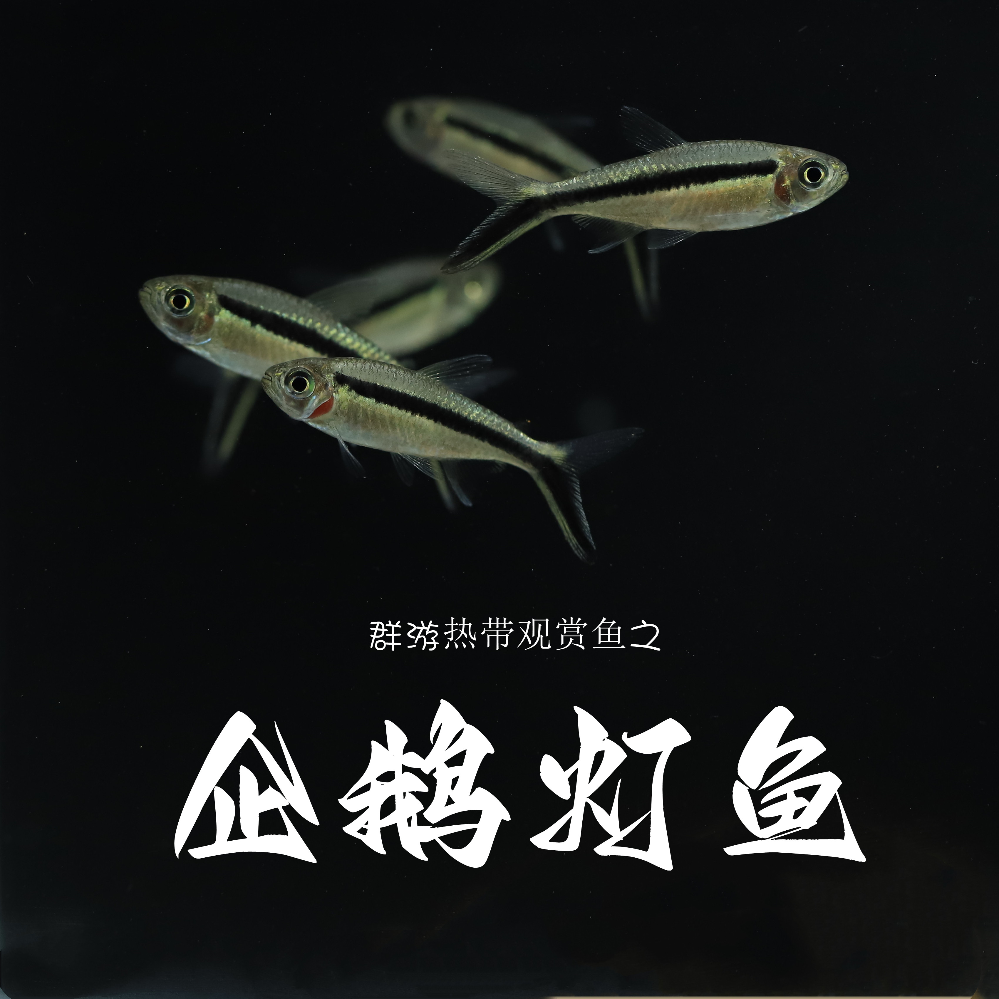企鹅灯鱼小型热带观赏鱼群游鱼拐棍灯鱼群游鱼淡水鱼缸草缸鱼活体