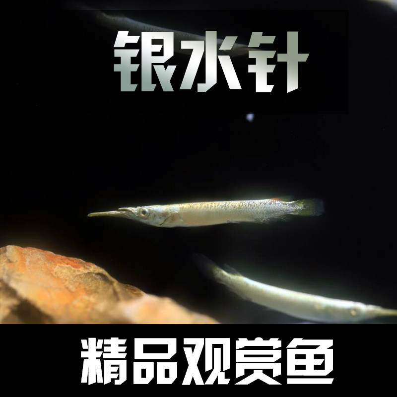 小型热带鱼银水针活体观赏鱼新手草缸群游鱼可与红绿灯宝莲灯混养