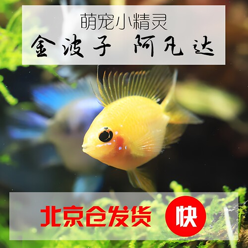 鱼缸小型观赏鱼萌宠阿凡达金波子