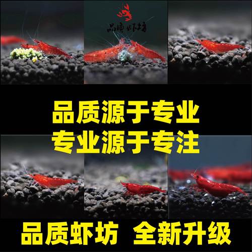 除藻虾樱花虾极火虾非苏虾白袜