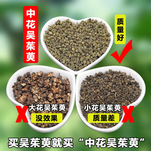 吴茱萸涌泉穴新鲜中药材