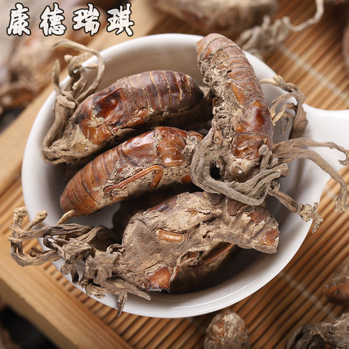新货干净无硫金蝉花50克