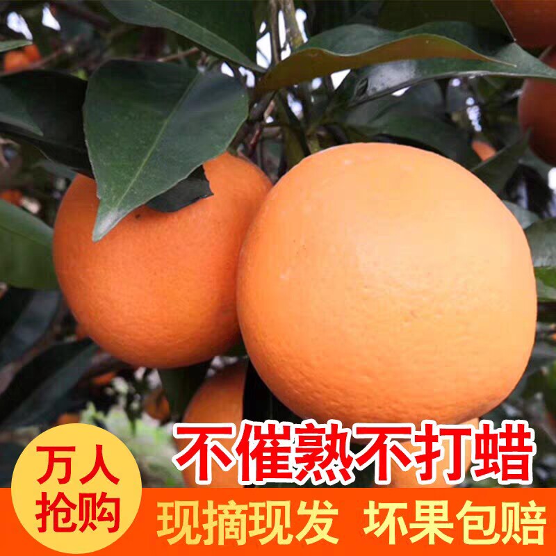 爆汁夏橙纯甜秭归脐橙伦晚橙子纽荷尔新鲜水果5斤9斤大果当季冰糖图片