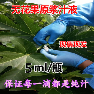 新鲜无花果白汁原浆乳液无花果叶果实汁液现挤现发5ml
