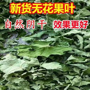 特产中药材新鲜无花果叶现摘无花果根须药用干无花果叶子根茎