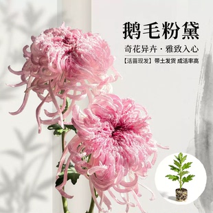 鹅毛粉黛大菊花苗活苗阳台盆栽现发带土球高成活率奇花异卉雅致花