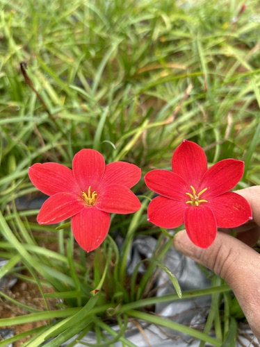新加坡花卉风雨兰包邮