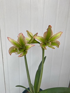 伊瓜苏朱顶红绿瓜绿色个体原生朱顶红,原生侧球,纯正包对版