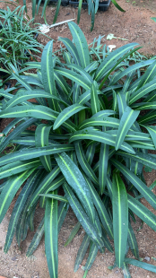 白肋朱顶红白肋朱顶红室内盆栽，朱顶红白肋火凤凰红白肋朱顶红，