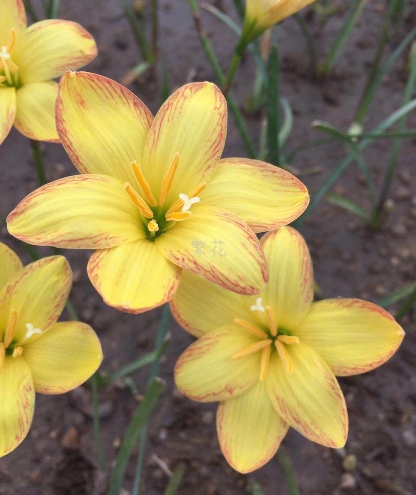 橙色地平线国王风雨兰包活包对版