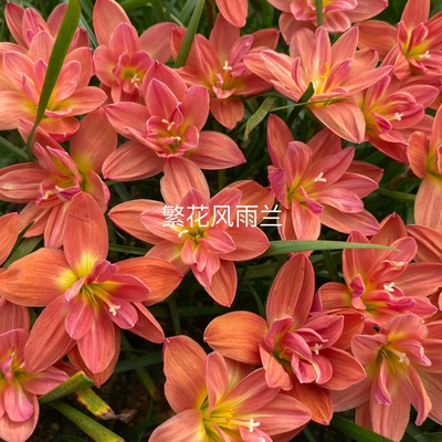 重瓣风雨兰风雨兰保对版胖丽丽