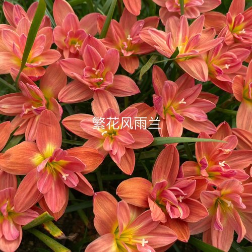 重瓣风雨兰风雨兰保对版胖丽丽