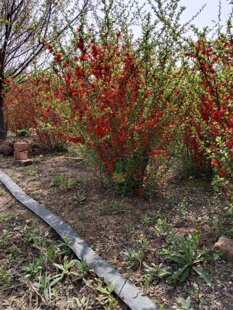 贴梗海棠花海棠苗庭院阳台耐寒耐晒好养盆栽绿植花卉铁杆海棠地栽