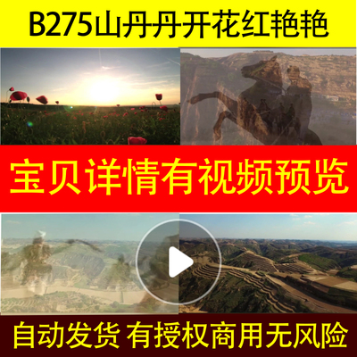 B275山丹丹开花红艳艳带和声伴奏不高清陕北民歌led背景视频歌曲